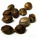 Семена марихуаны АК-47  (Seeds AK-47) в Химках